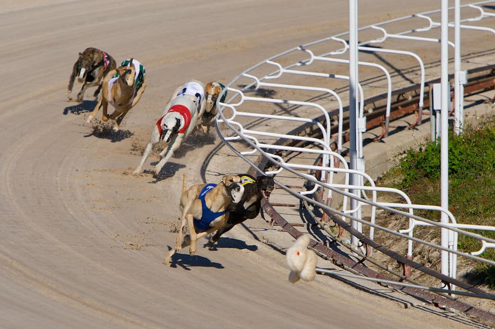 Fake rabbit for 2025 dog to chase