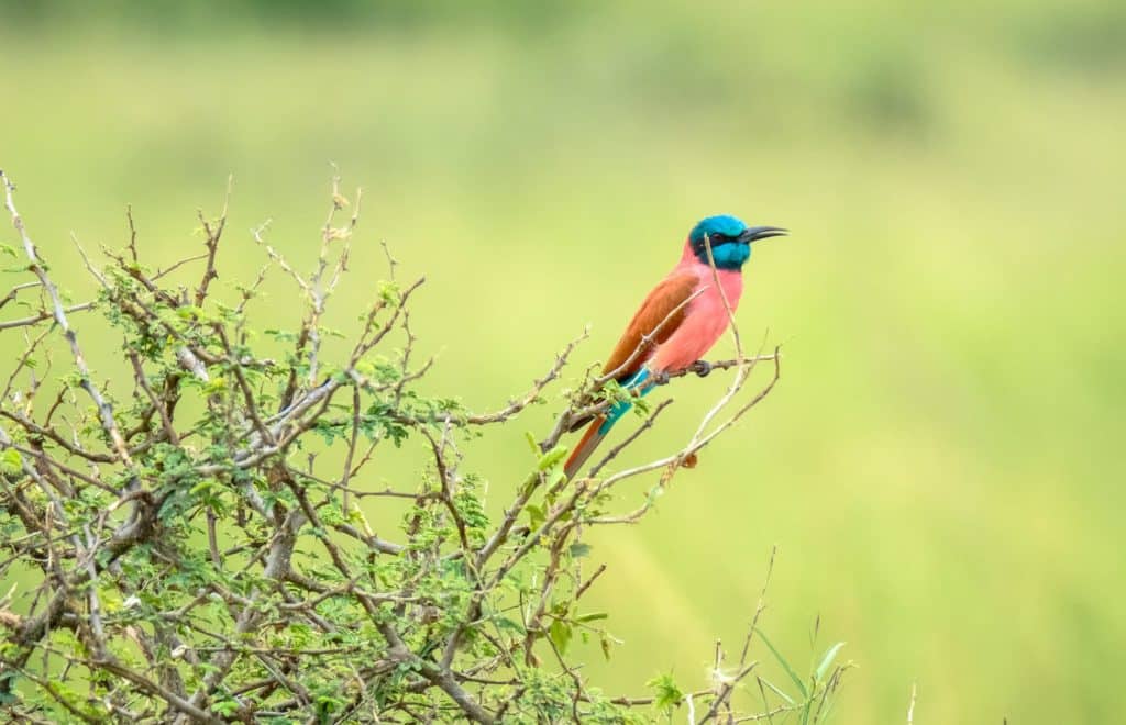 small colorful bird on tree twig in nature